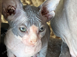 Blue and cream Canadian sphynx