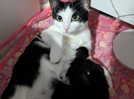 four beautiful kittens