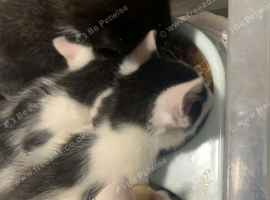 3 kittens available