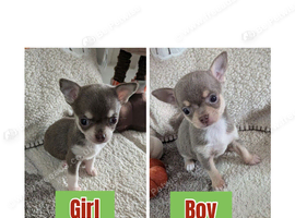 Last two Beautiful puppy chihuahuas