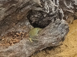 Spanish eyed lizards