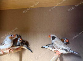 Young zebra finches