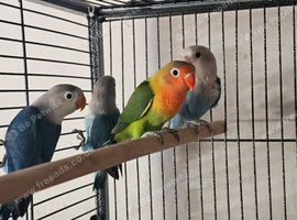 Love birds