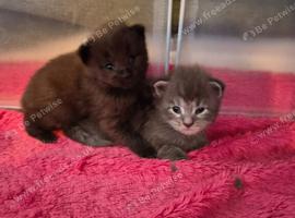 Maine coon pedigree kittens