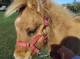Miniature shetland Registered colt foal