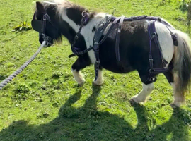 Shetland mare