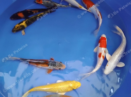 koi carp beautiful hand picked