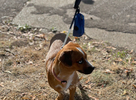 Dachshund x Pug 8 Months Old Baby Pixy