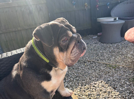 Bulldog