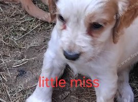 Cocker spaniel pups
