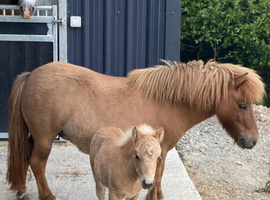 Shetland mare registered 37inches