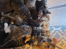 Bengal X DLH kittens
