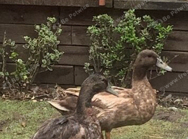 2 cute tame ducks