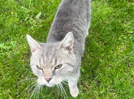 Cat for sale