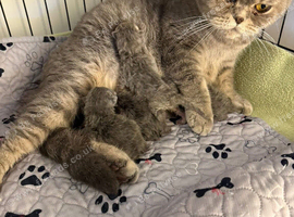 Active GCCF BSH spotted tabby - Kiki