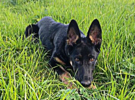 7 month old German shepherd girl