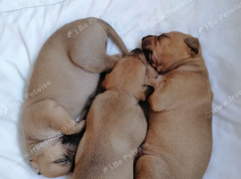 Alaunt/ bull x puppies