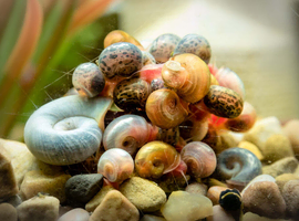 Ramshorn Snails Various Colours