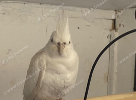 Wanted Albino hen cocktail