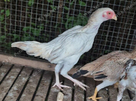 Aseel pullets