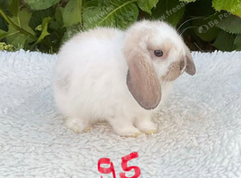 Pure bred mini lop baby rabbit.