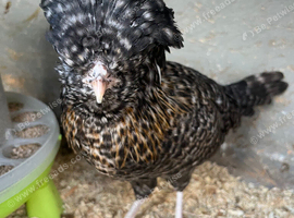 Polish Pullet Orpingtons/ Brahma silkies