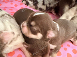 Long coat chihuahua