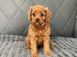 6 F1 Cavapoo puppies