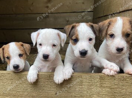 Beautiful jack Russell puppies