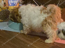 Boy Shih Tzu