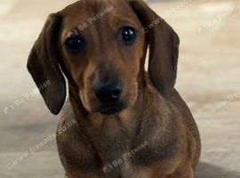 Miniature Smooth Male
