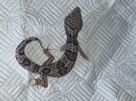 Baby leopard gecko (unsexed) ready to go in 3 weeks!