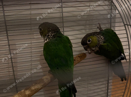 3 Proven Breeding Pair of Conures With DNA Certificates