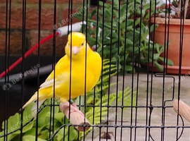 Various canaries for sale