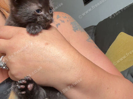 2 male kittens for sale