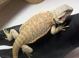 Baby hypo bearded dragons