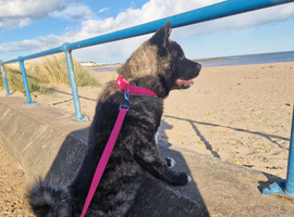 American Akita - 6 months old