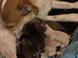 Jackrussel puppies to reserve