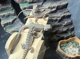 Baby Bearded Dragons