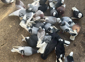 Quality stock and 2025 birds for sale