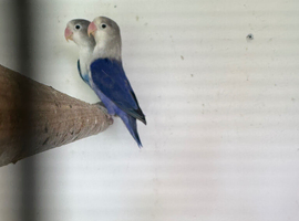 3 love birds