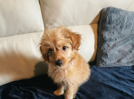 Cockapoo puppy male