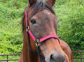 Super Sweet Sally