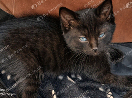 Ragdoll's beautiful long hair mixes (bargain kitties)
