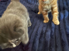 Kittens for sale