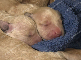 Puppies for sale! Golden doodles