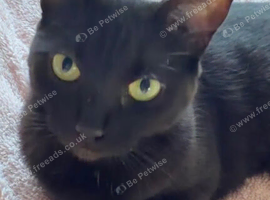 Donating  a Black cat looking for a forever home