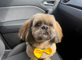 Available as Stud dog Coco
