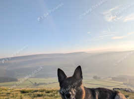 Looking for Stud for my female GSD