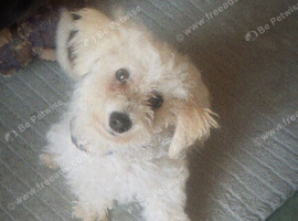 male bichon